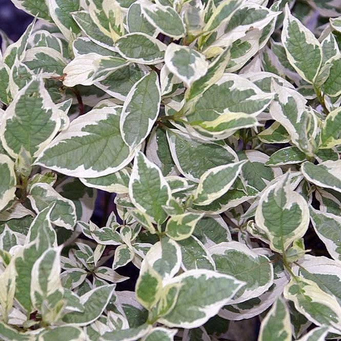 Cornus alba - Ivory Halo® Red Twig Dogwood