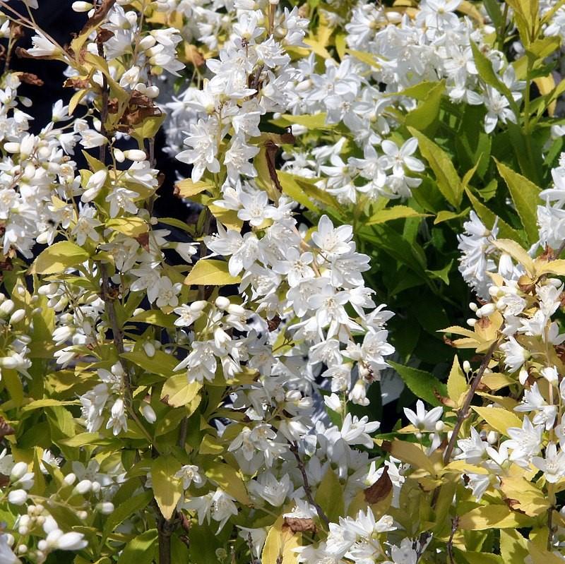 Deutzia gracilis - Chardonnay Pearls® Deutzia