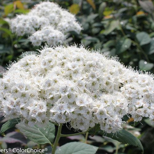 Spiraea x - Double Play® Blue Kazoo Spirea