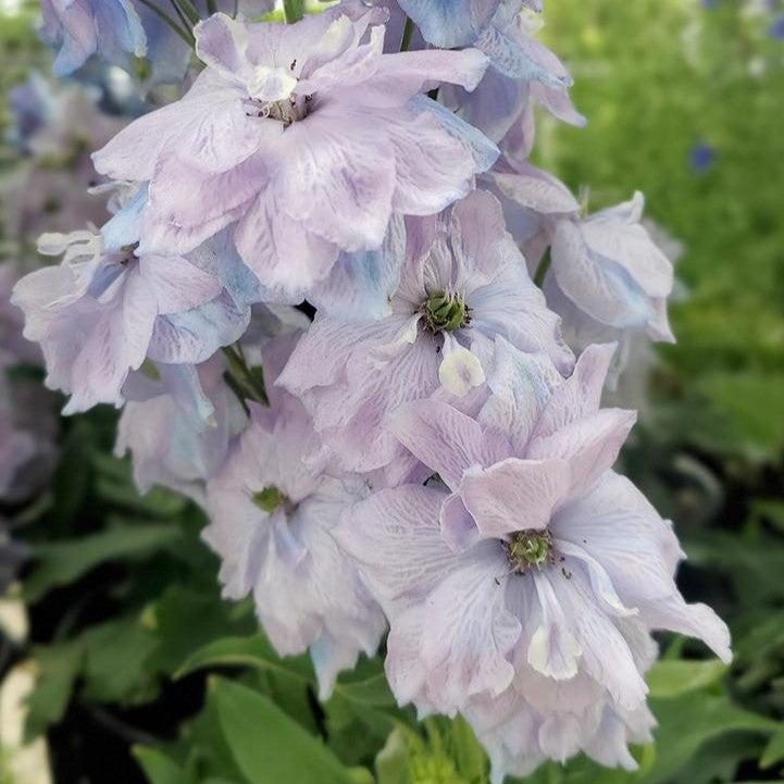 Delphinium x - New Millennium™ Blue Lace Delphinium