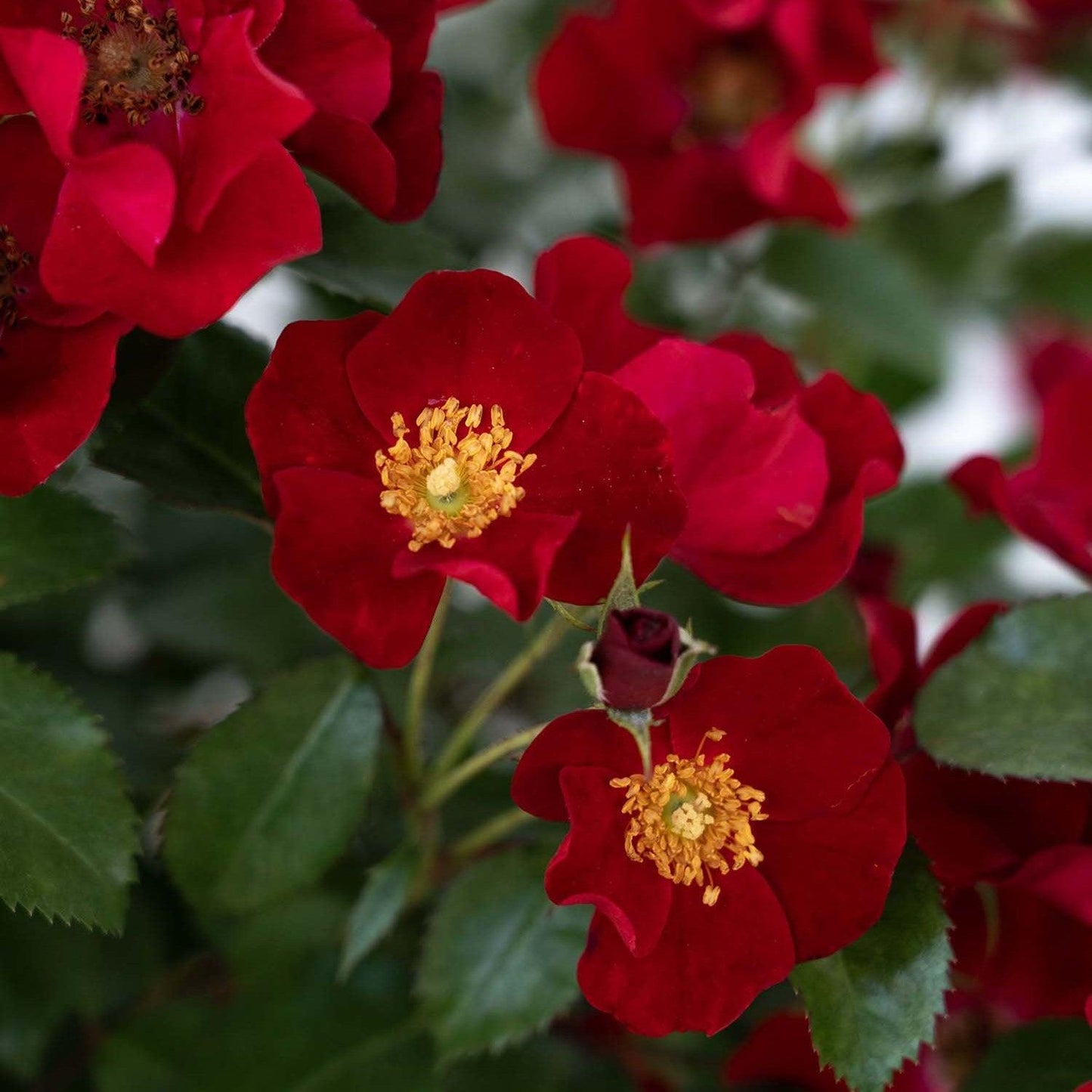 Rosa - Scarlet Drift® Rose