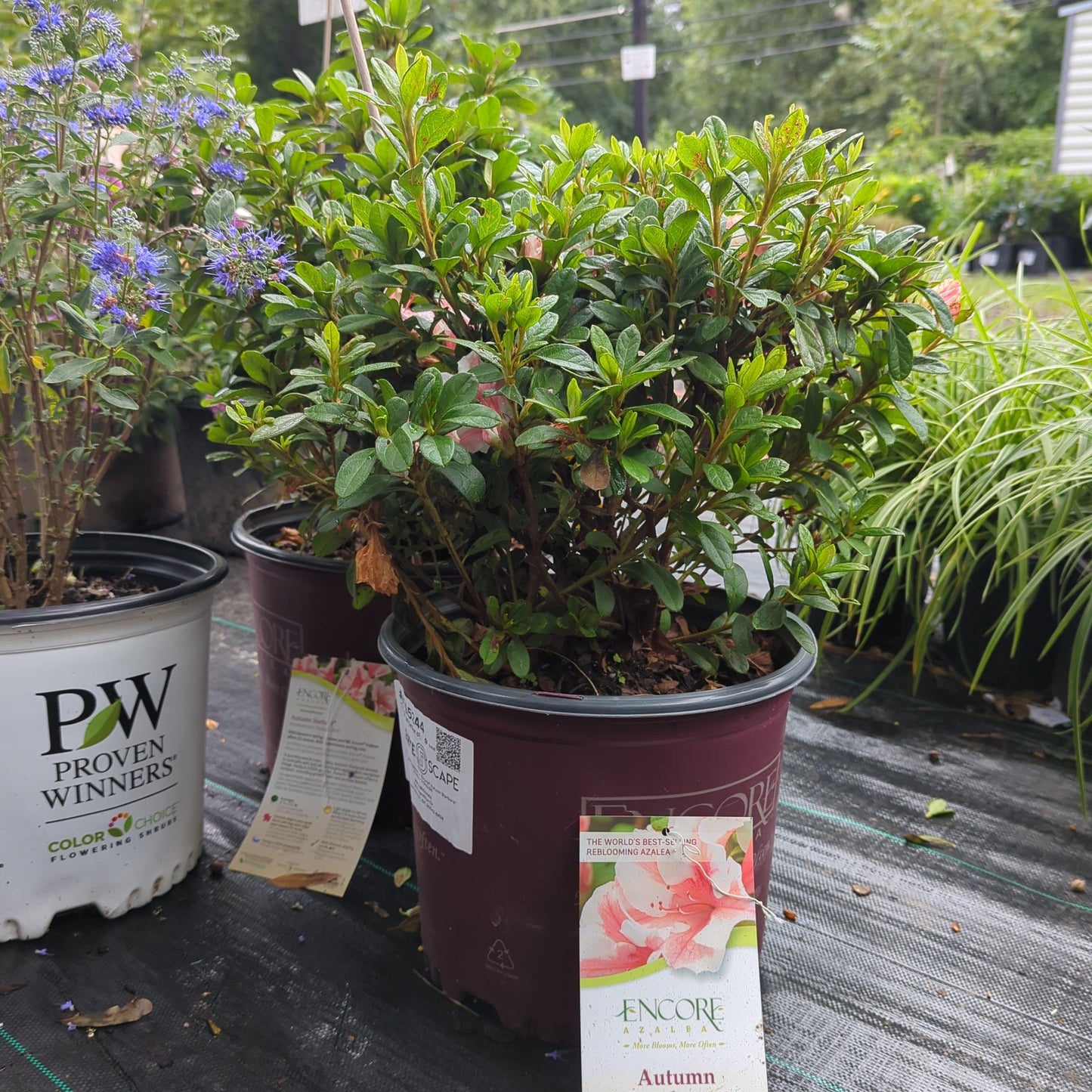 Encore® Autumn Starburst™ Azalea