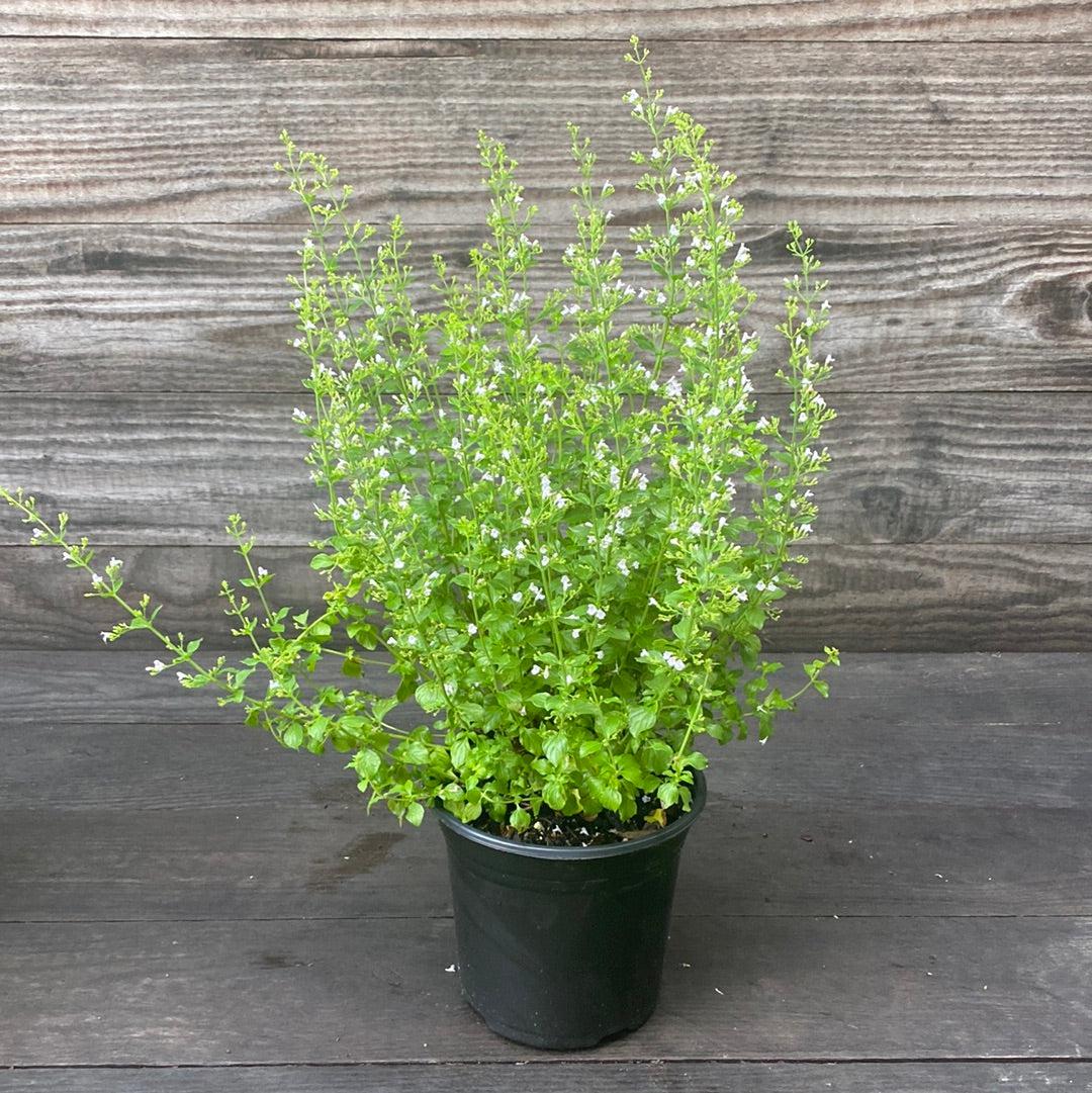 Calamintha nepeta spp.  - Lesser Calamint