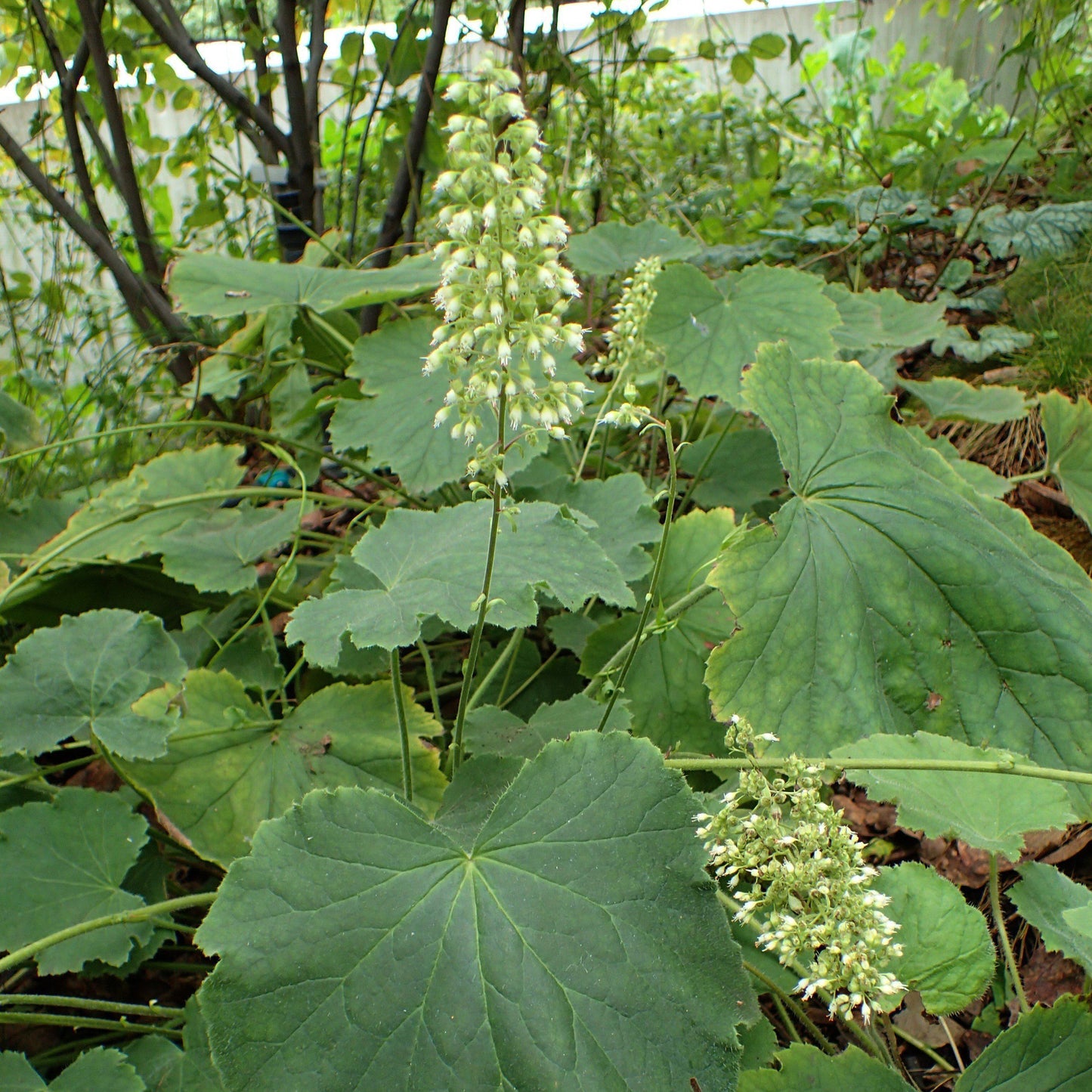 Heuchera villosa - Autumn Bride Coral Bells