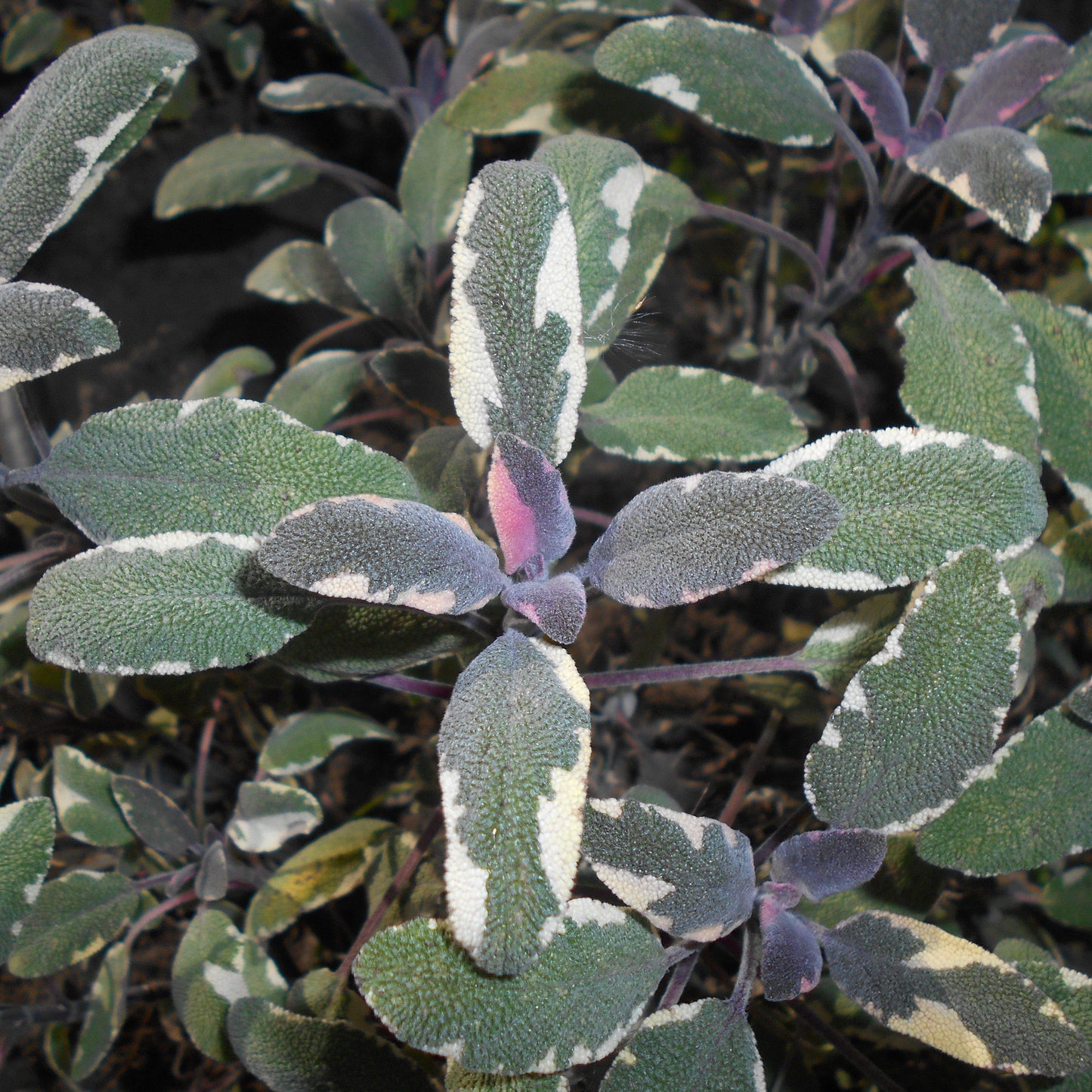 Salvia officinalis - Tricolor Culinary Sage
