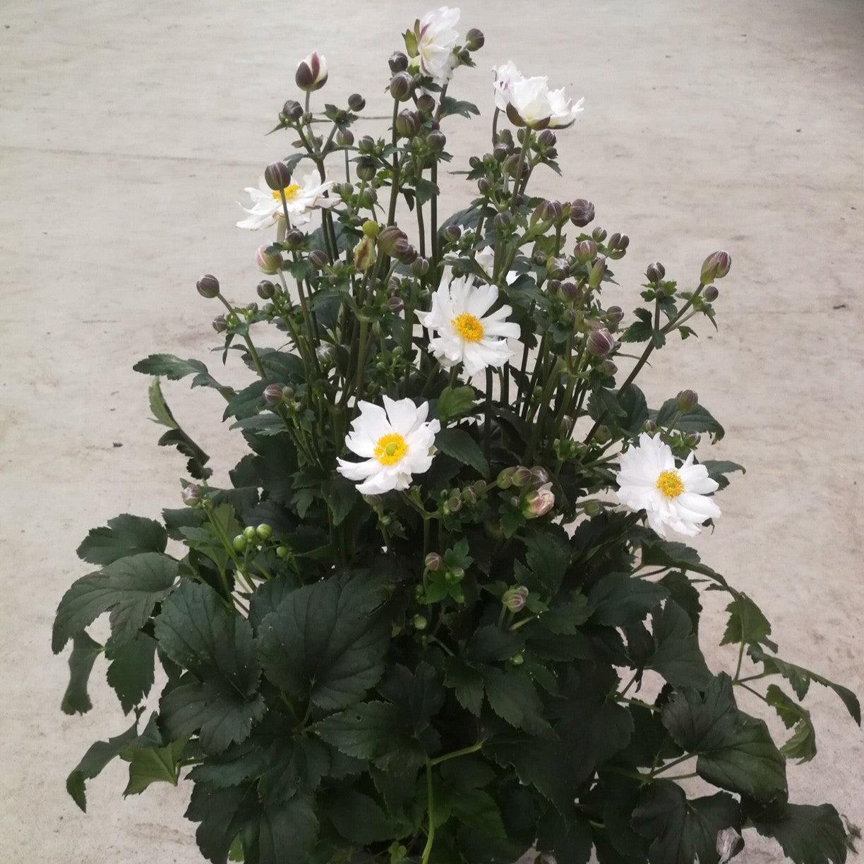Anemone hupehensis - Fantasy™ Snow Angel Anemone