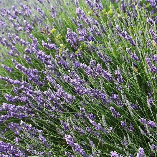 Lavandula x intermedia - Provence Lavender