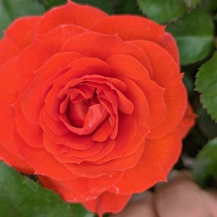 Rosa - True Crush Rose