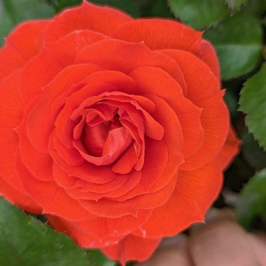 Rosa - True Crush Rose
