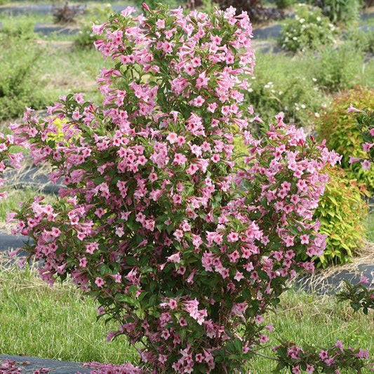 Weigela florida - PW® Sonic Bloom® Pure Pink Weigela