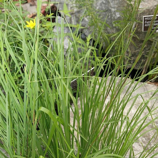 Andropogon virginicus  - Broomsedge, Yellow Bluestem