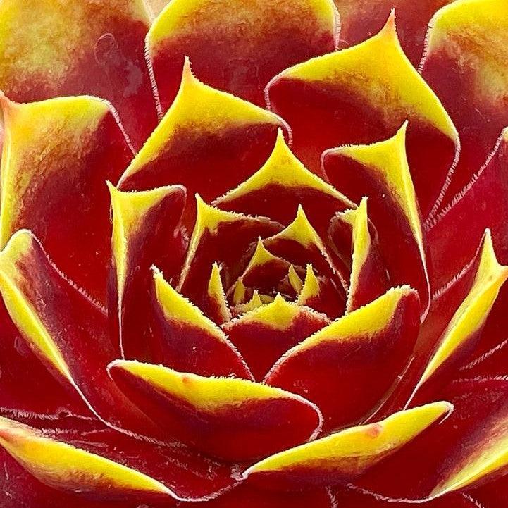Sempervivum - Chick Charms® Gold Crown Hens and Chicks