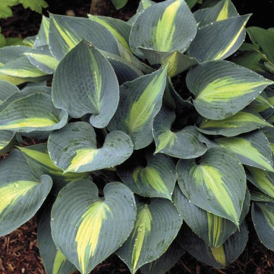 Hosta - Touch of Class Hosta