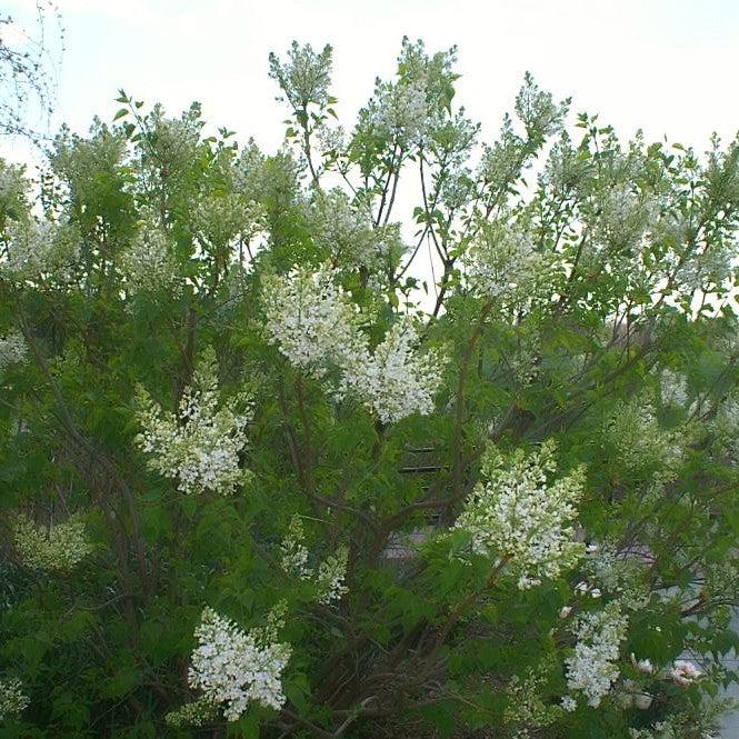 Syringa x oblata - Betsy Ross Lilac