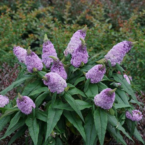 Buddleia x - Pugster® Amethyst Butterfly Bush