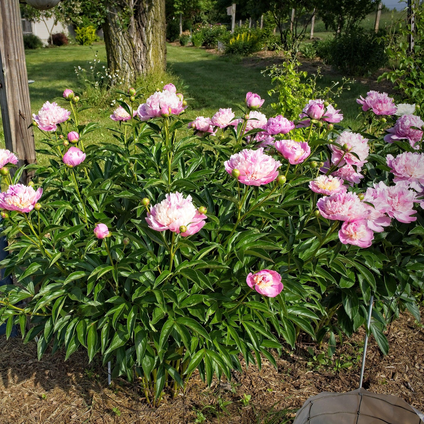 Paeonia - Emile Debatene Peony