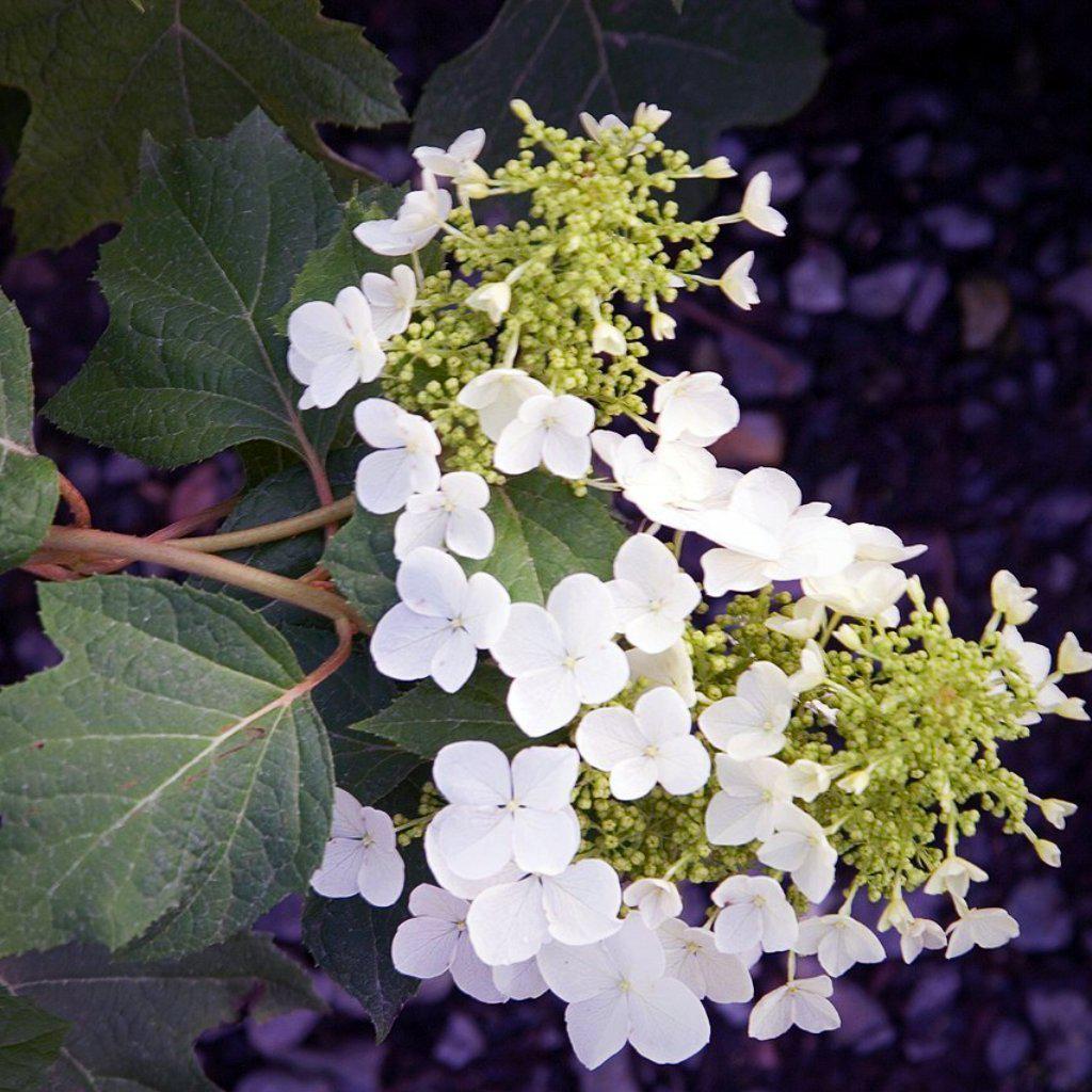 Hydrangea quercifolia - Pee Wee Oakleaf Hydrangea