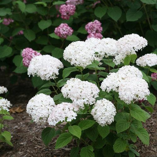 Hydrangea arborescens - Invincibelle® Wee White Smooth Hydrangea