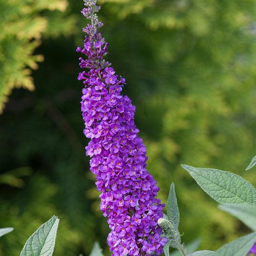 Buddleja x - Miss Violet Butterfly Bush