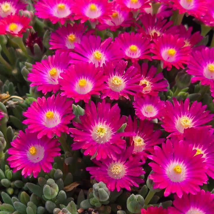 Delosperma cooperi - Jewel of Desert® Amethyst Ice Plant