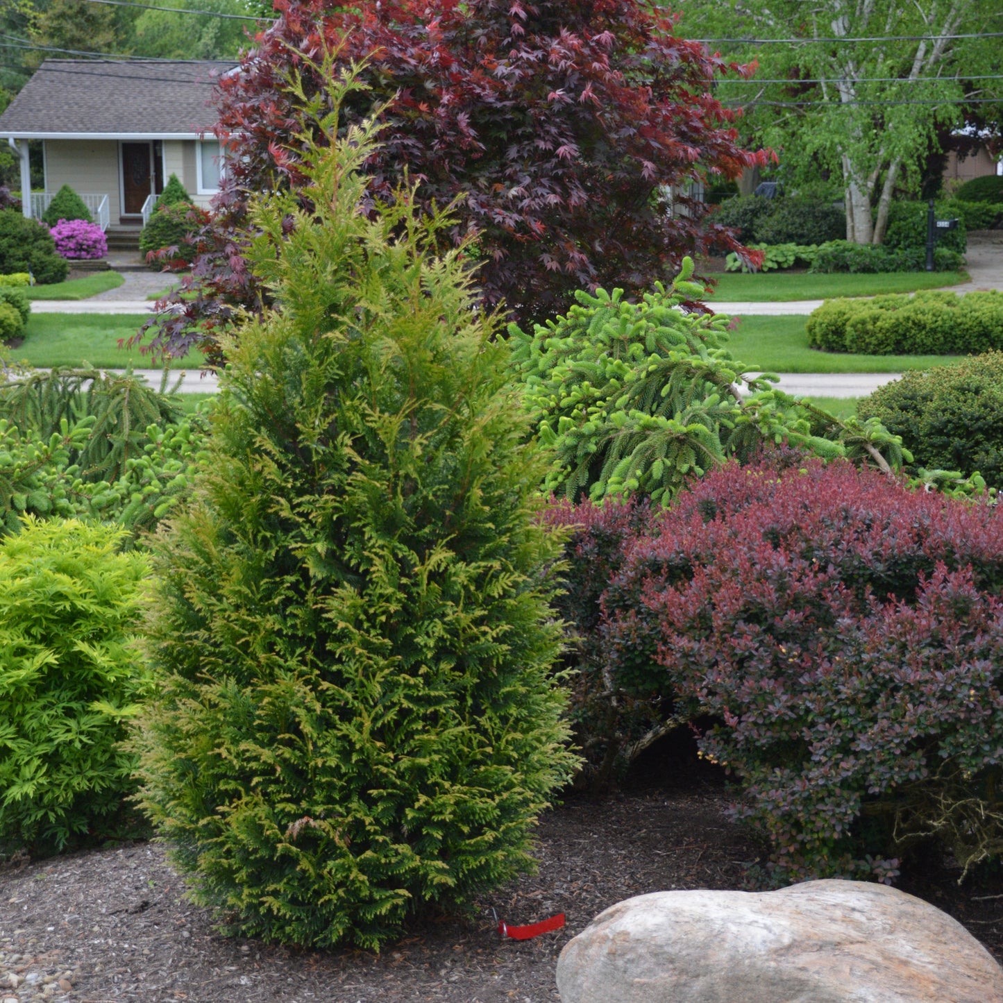 Thuja occidentalis - Junior Giant Arborvitae