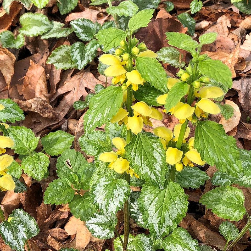 Lamiastrum galeobdolon - Variegated Yellow Archangel
