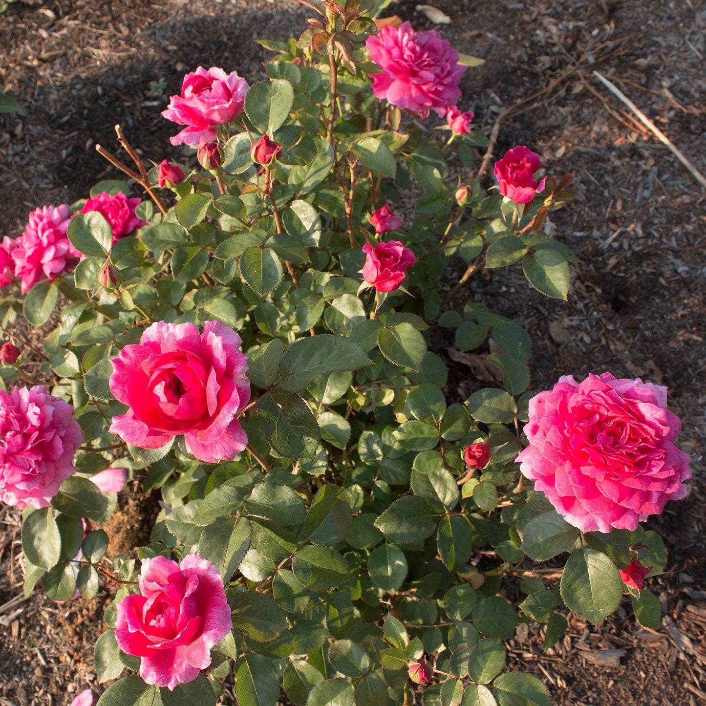 Rosa - Sophy's Rose