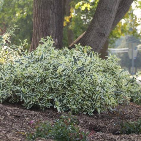Diervilla sessilifolia - Cool Splash® Honeysuckle