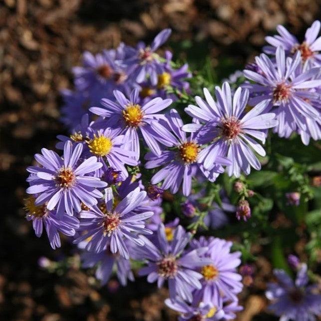 Aster laevis - Bluebird Smooth Aster