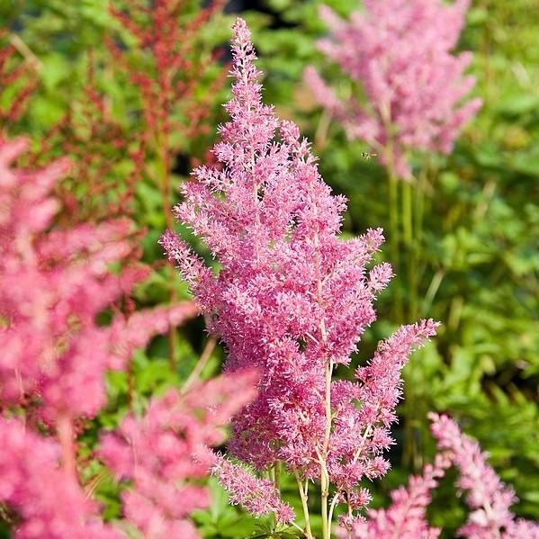 Astilbe japonica - Rheinland Japanese Astilbe
