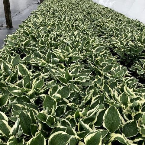 Hosta - Patriot