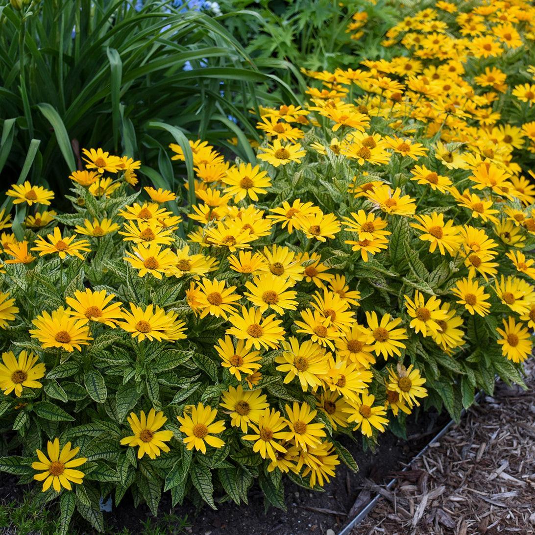 Heliopsis helianthoides  - Sunstruck False Sunflower