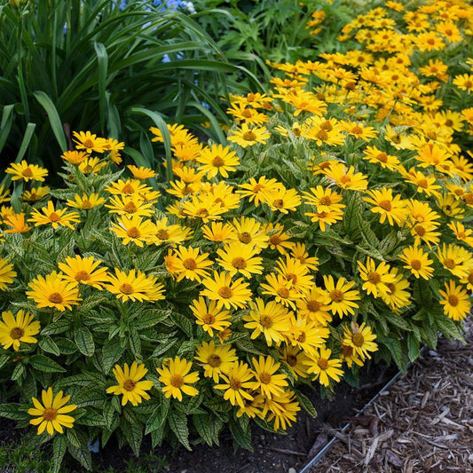 Heliopsis helianthoides  - Sunstruck False Sunflower