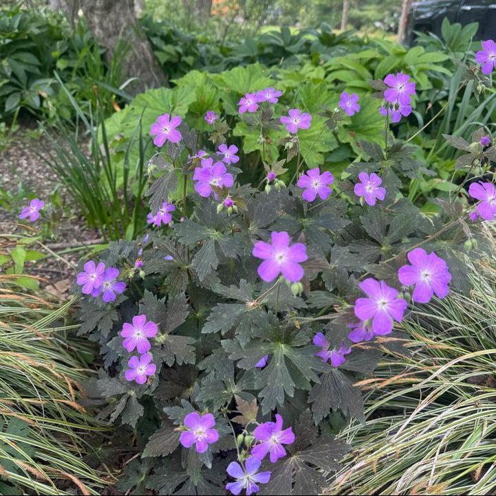 Geranium maculatum - Dark Roast Wild Cranesbill