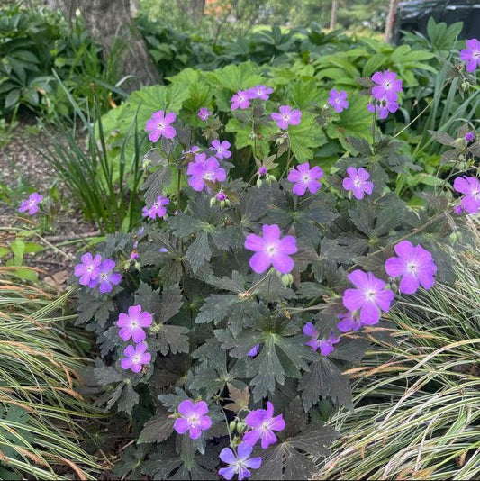 Geranium maculatum - Dark Roast Wild Cranesbill
