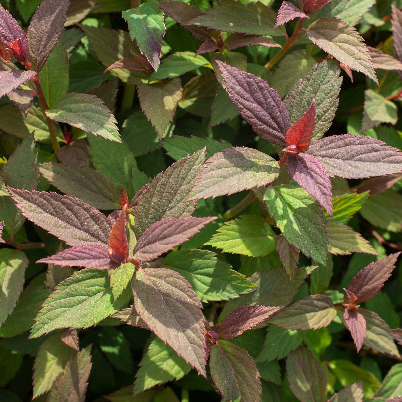 Spiraea japonica - Empire® Ice Dragon™ Spiraea