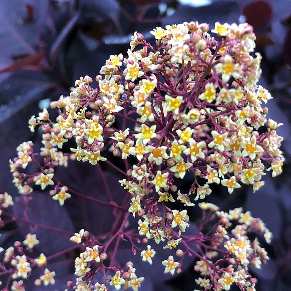 Cotinus coggygria - Royal Purple Smoke Tree