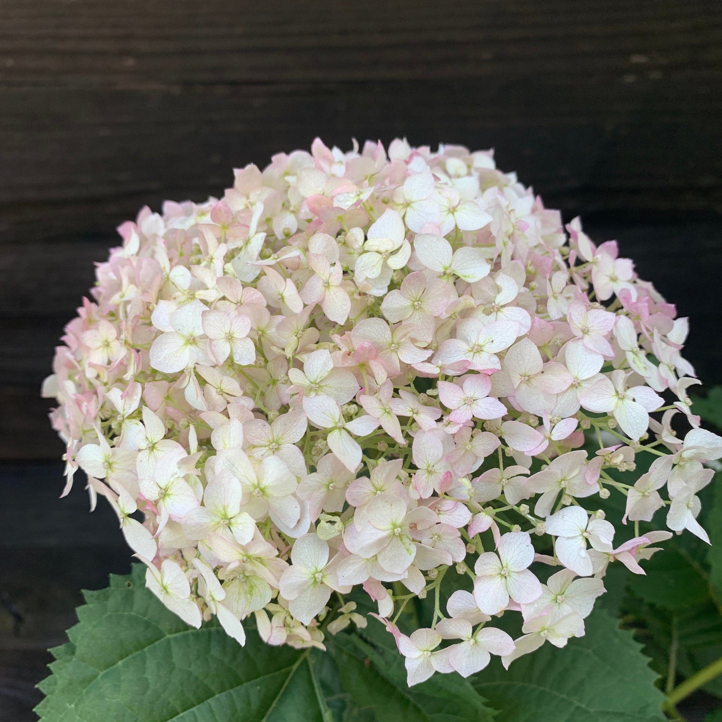 Hydrangea arborescens - Invincibelle® Wee White Smooth Hydrangea
