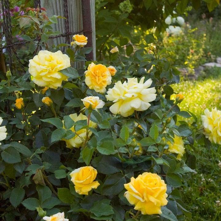 Rosa - Easy Elegance® High Voltage Rose