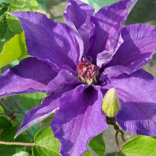 Clematis - Lindsay Clematis