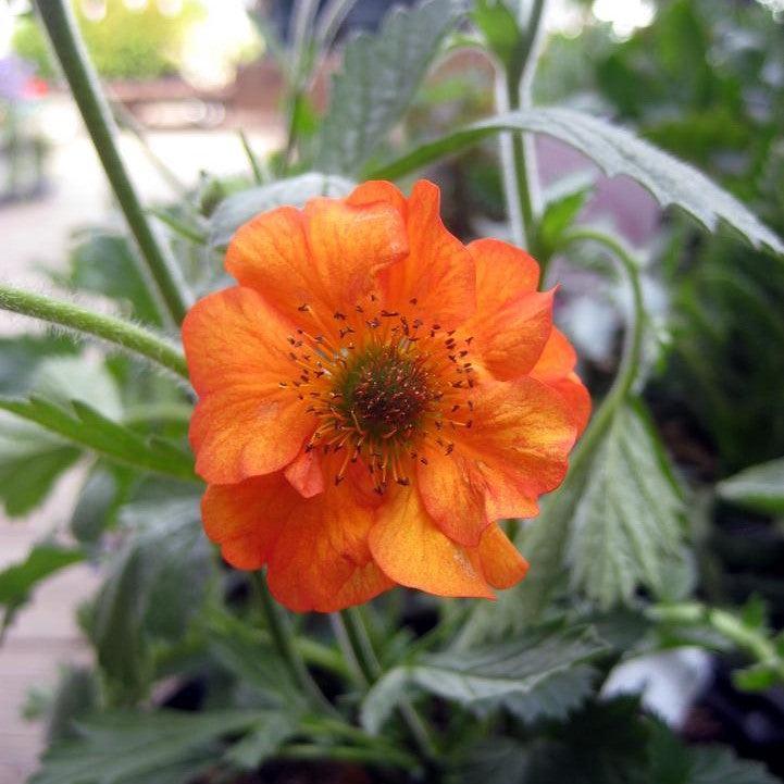 Geum - Totally Tangerine™ Avens