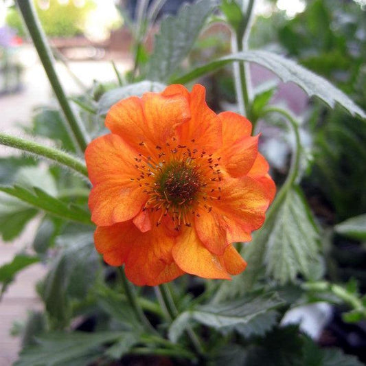 Geum - Totally Tangerine™ Avens