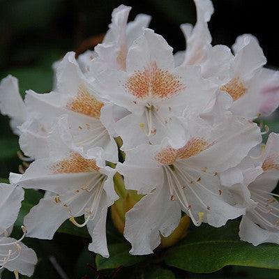 Rhododendron 'Cunningham's White'