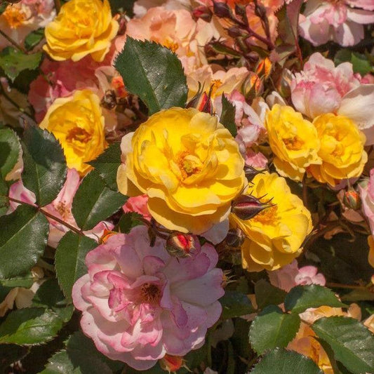 Rosa - Color Cocktail™ Rose