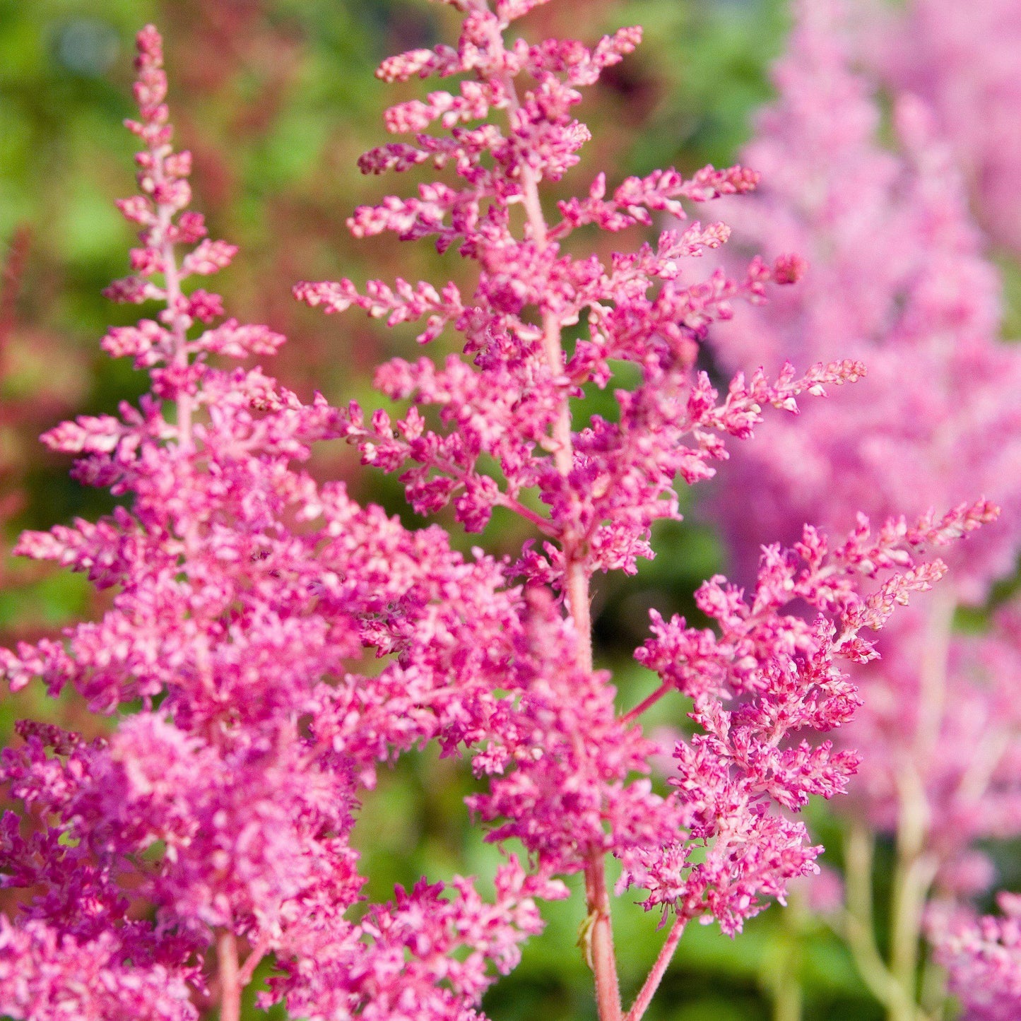 Astilbe japonica - Rheinland Japanese Astilbe