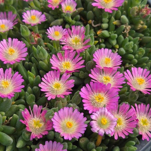 Delosperma cooperi - Jewel of Desert® Rose Quartz Ice Plant