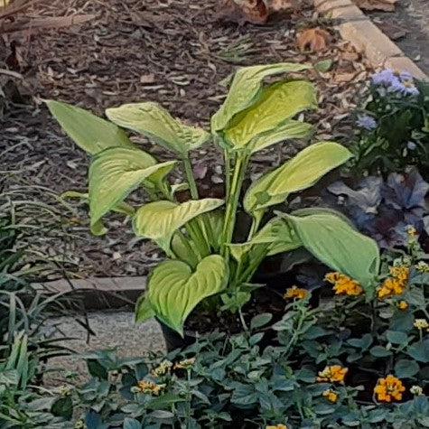 Hosta x - Paul's Glory Hosta