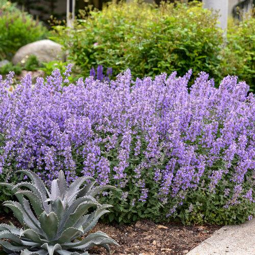 Nepeta faassenii - Cat's Meow Catmint