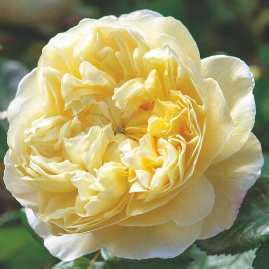 Rosa - Charles Darwin® Rose