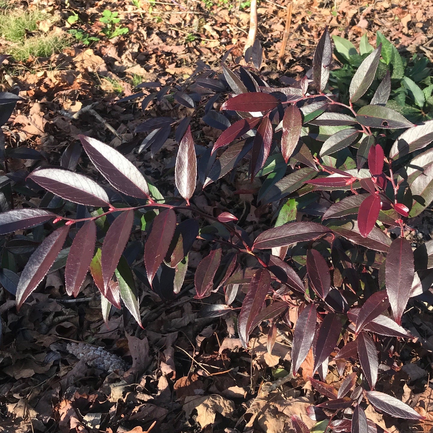 Leucothoe fontanesiana - ReJoyce Leucothoe